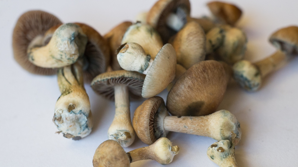 Shroom boom? Psilocybin mushroom dispensaries sprouting up in Vancouver