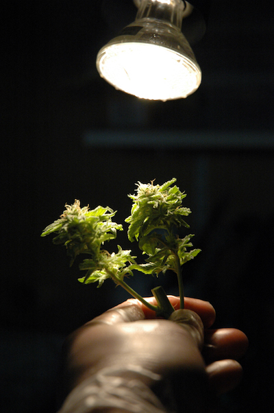 Holding marijuana plant under a light