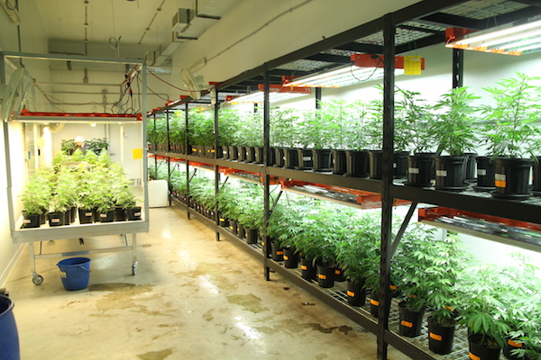 Greenhouse with marijuana plants
